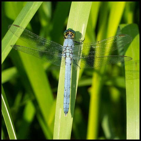 Eastern Pondhawk