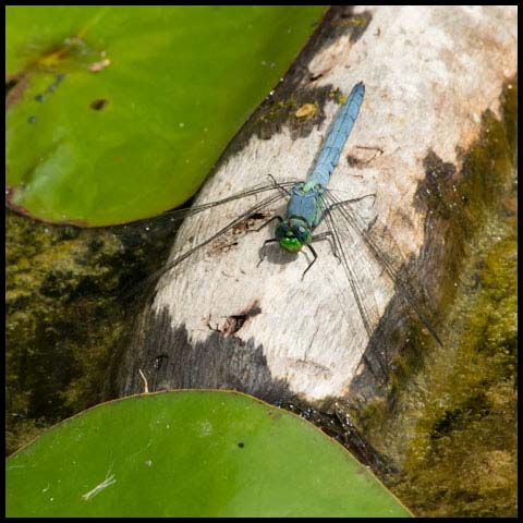 Eastern Pondhawk