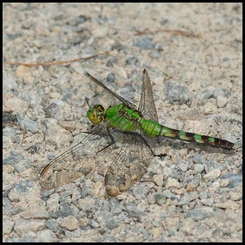 Eastern Pondhawk