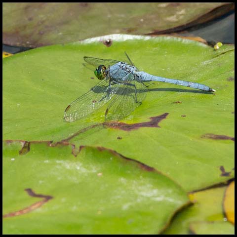 Eastern Pondhawk