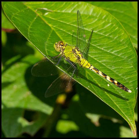 Eastern Pondhawk