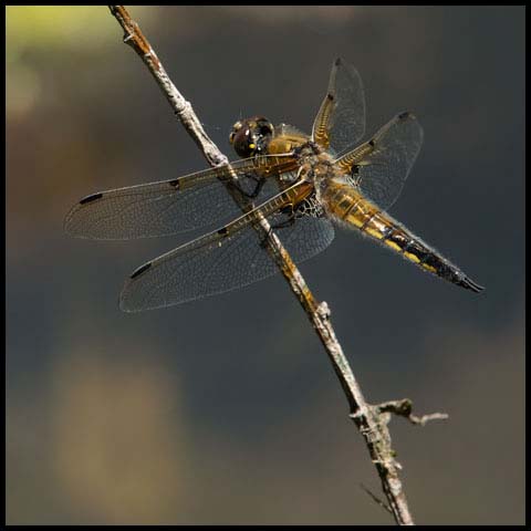 Four-spotted Skimmer