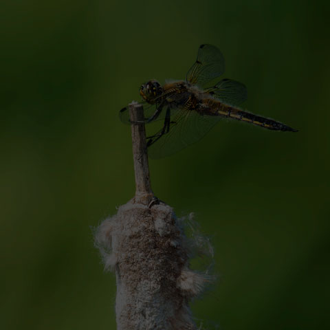 Four-spotted Skimmer