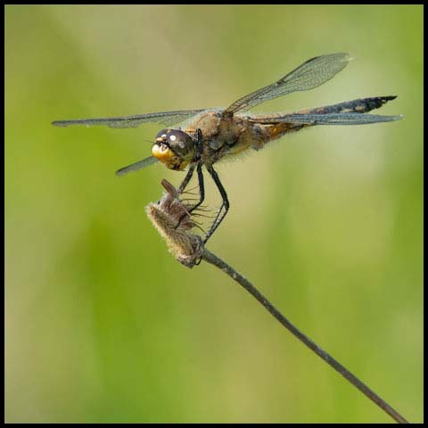 Four-spotted Skimmer