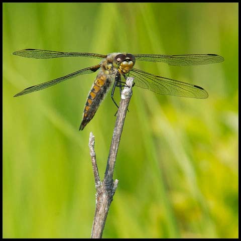 Four-spotted Skimmer