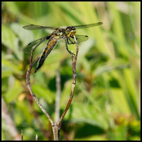 Four-spotted Skimmer