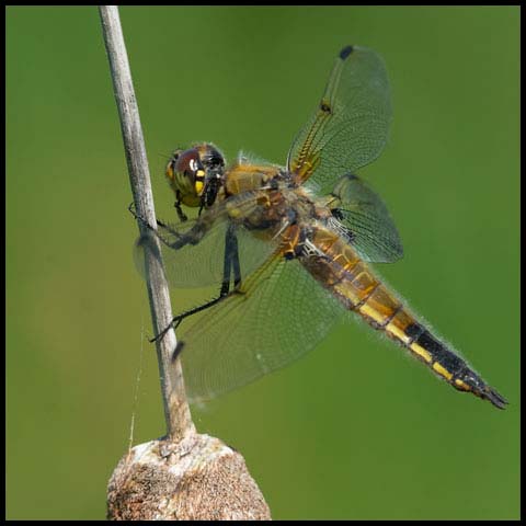 Four-spotted Skimmer