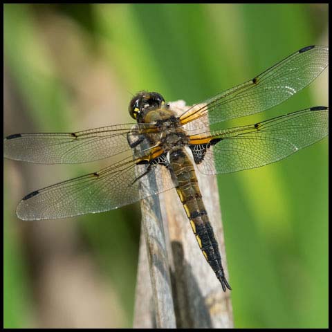 Four-spotted Skimmer