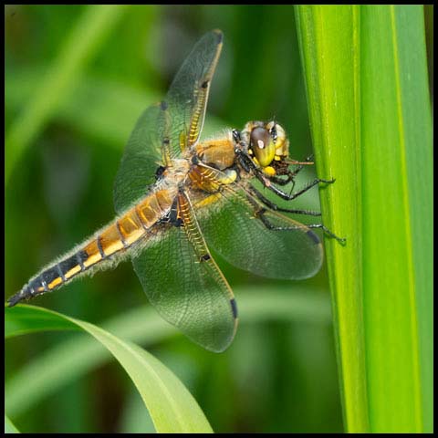 Four-spotted Skimmer