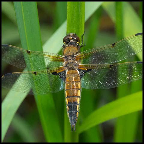 Four-spotted Skimmer