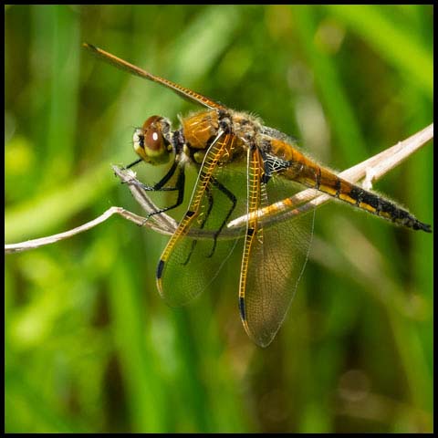 Four-spotted Skimmer