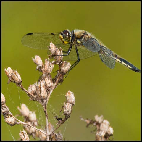 Four-spotted Skimmer