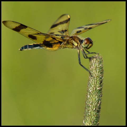 Halloween Pennant