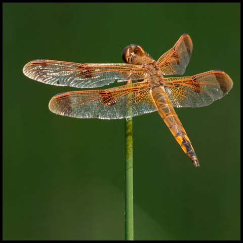 Painted Skimmer