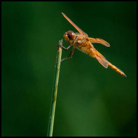 Painted Skimmer