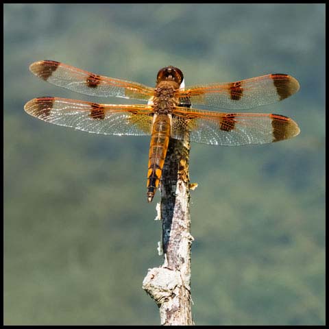 Painted Skimmer