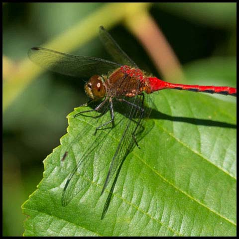 Ruby Meadowhawk