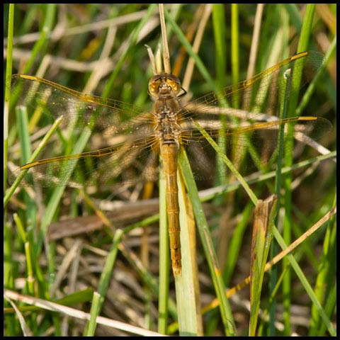 Saffron-winged Meadowhawk