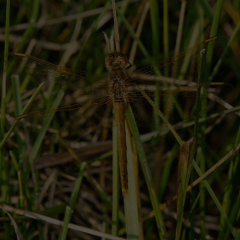 Saffron-winged Meadowhawk