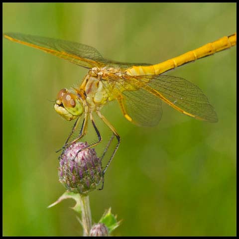 Saffron-winged Meadowhawk