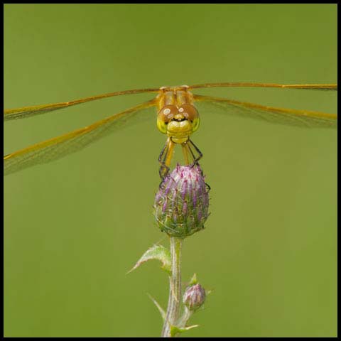 Saffron-winged Meadowhawk