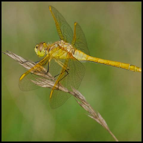 Saffron-winged Meadowhawk