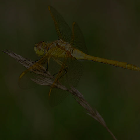 Saffron-winged Meadowhawk