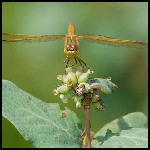 Saffron-winged Meadowhawk