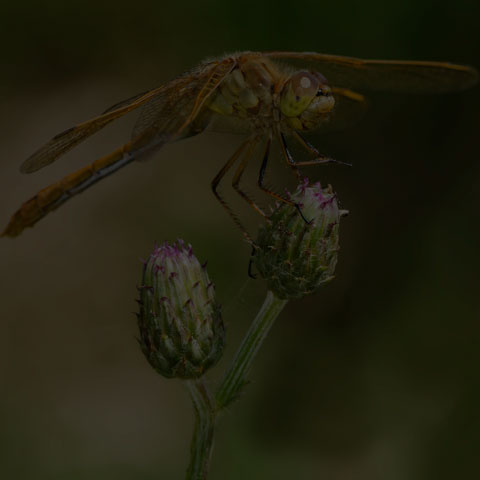 Saffron-winged Meadowhawk