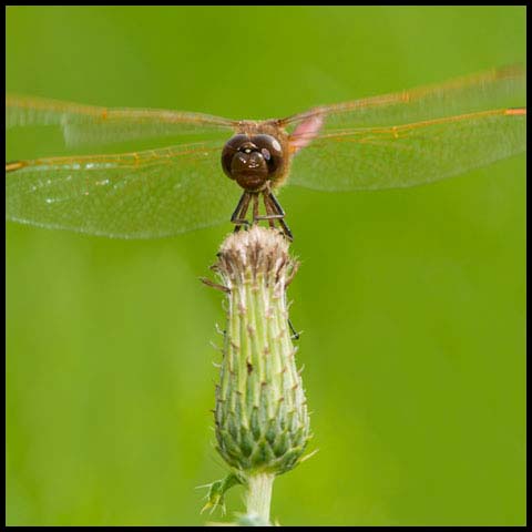 Saffron-winged Meadowhawk