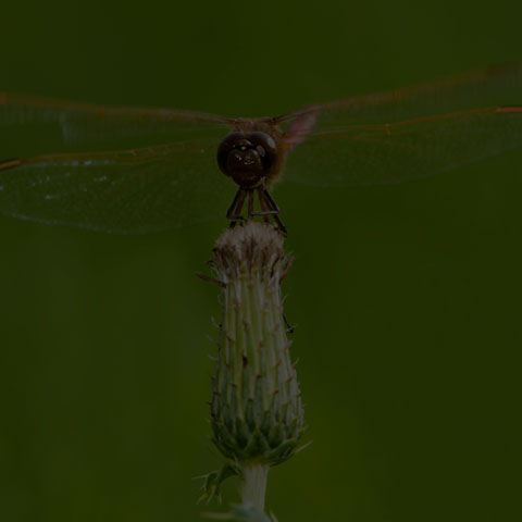 Saffron-winged Meadowhawk