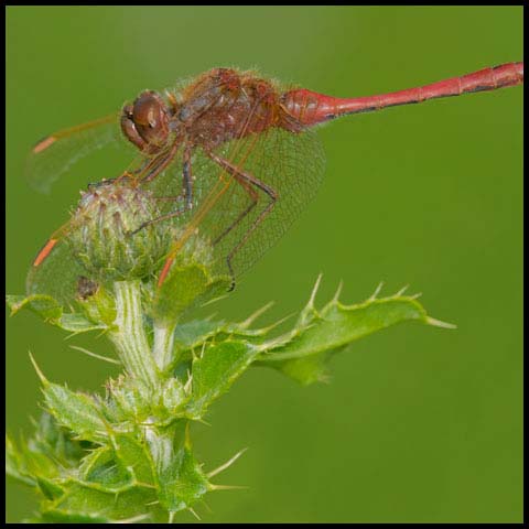 Saffron-winged Meadowhawk