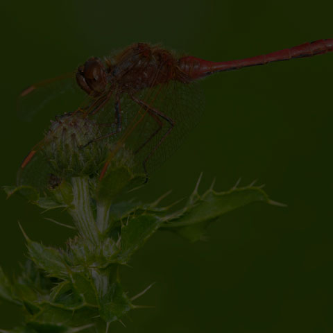 Saffron-winged Meadowhawk