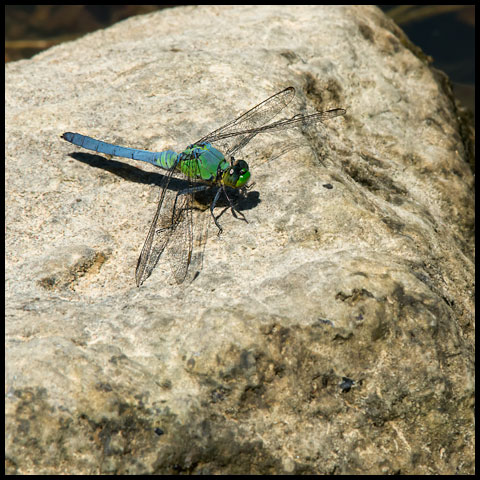 Skimmer Dragonflies