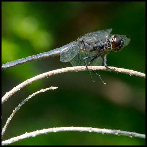 Slaty Skimmer