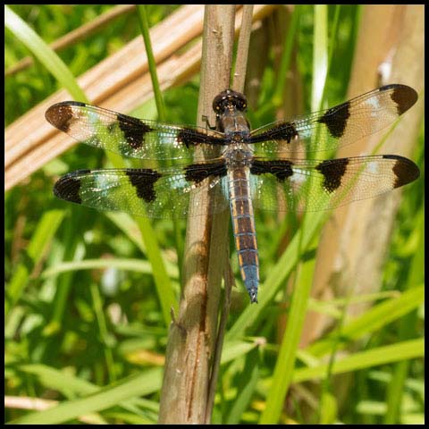 Twelve-spotted Skimmer