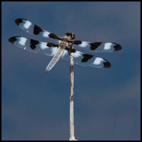 Twelve-spotted Skimmer