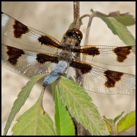 Twelve-spotted Skimmer