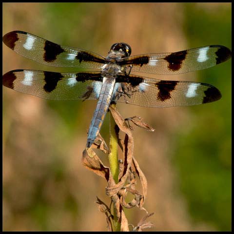 Twelve-spotted Skimmer