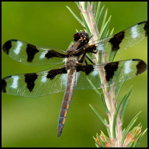 Twelve-spotted Skimmer