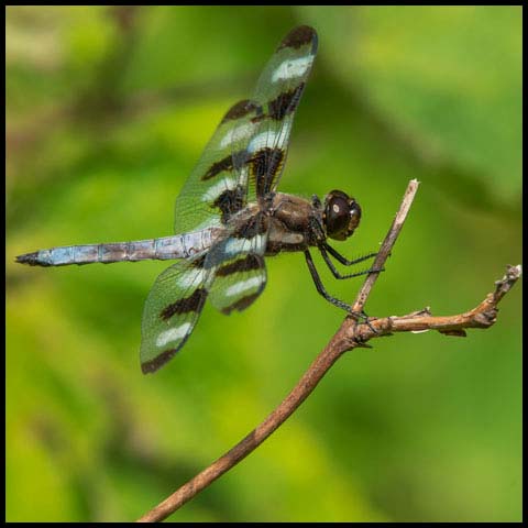 Twelve-spotted Skimmer