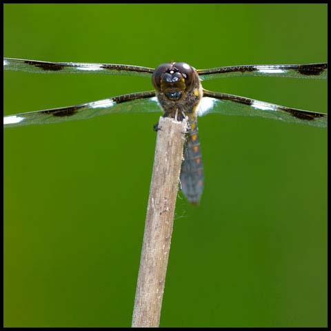 Twelve-spotted Skimmer