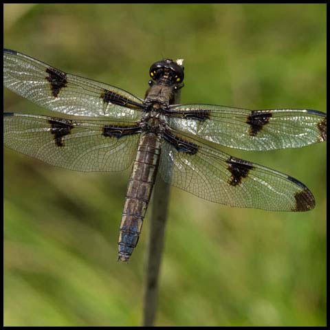 Twelve-spotted Skimmer