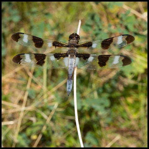 Twelve-spotted Skimmer