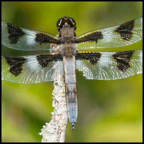 Twelve-spotted Skimmer