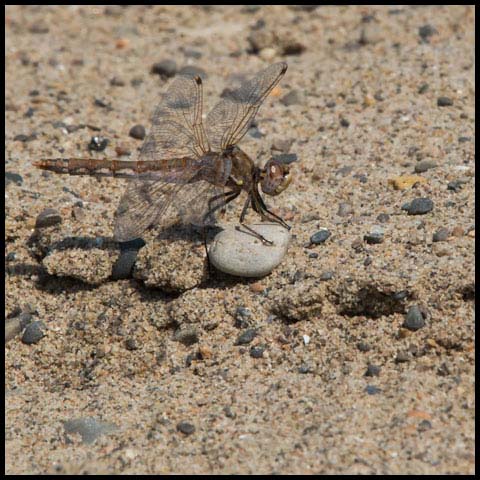 Variegated Meadowhawk