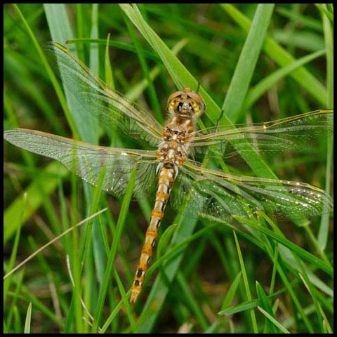 Variegated Meadowhawk