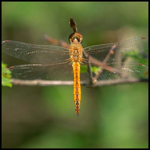 Wandering Glider