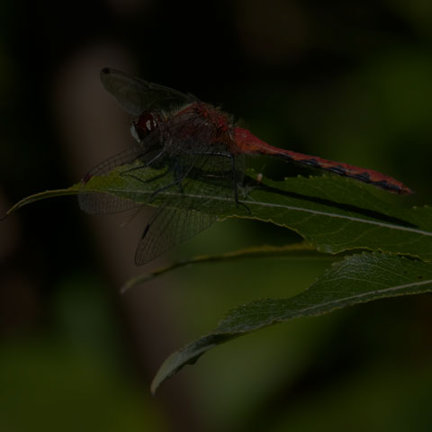 White-faced Meadowhawk