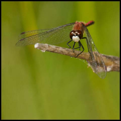 White-faced Meadowhawk